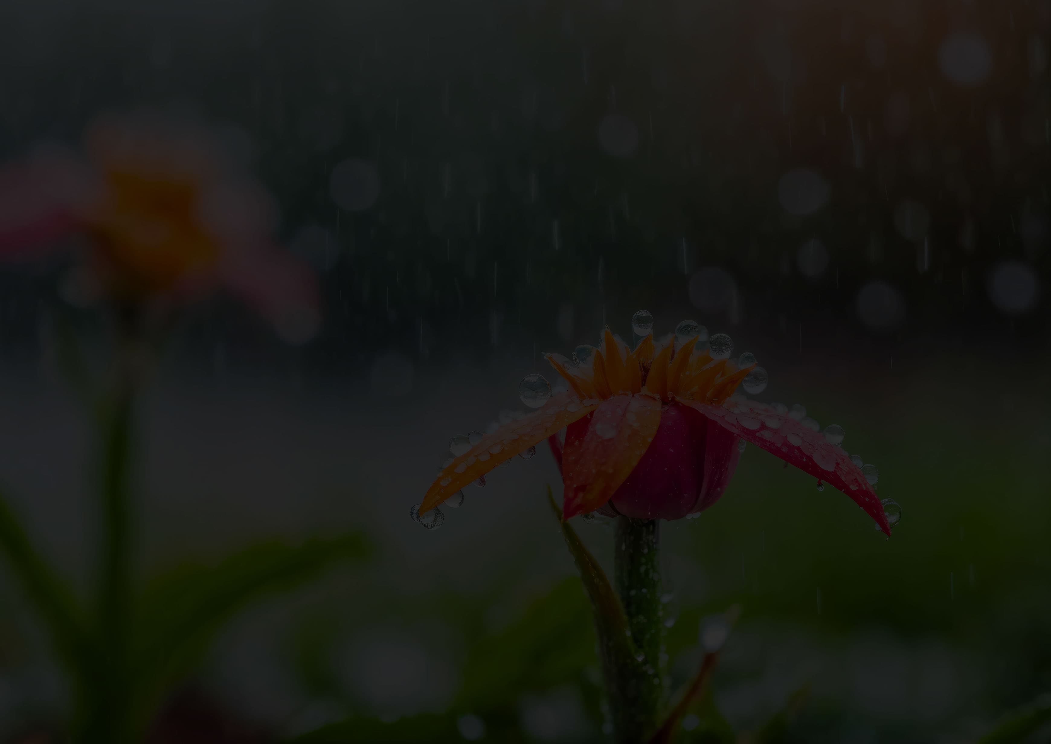 242408103_xl_web-crop